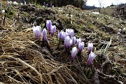 17 Crocus Vernus (Crocus primaverile)